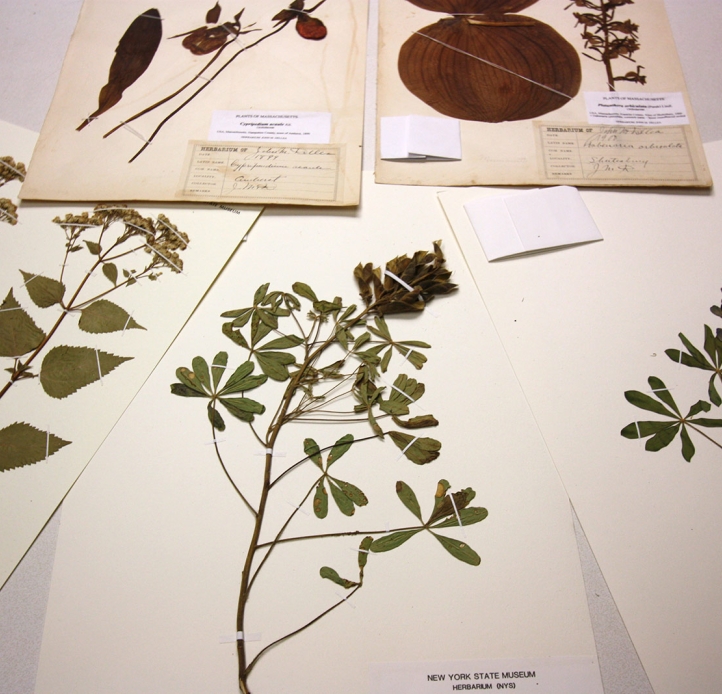 Herbarium samples